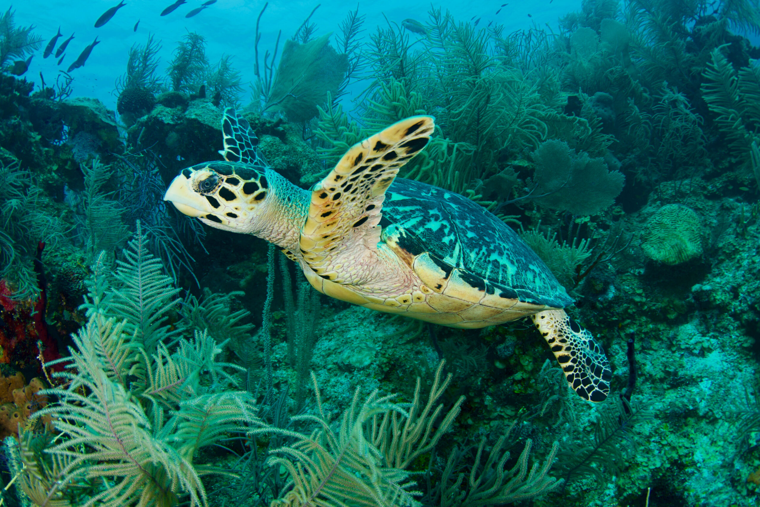 Sea,Turtle,On,Reef,In,Belize