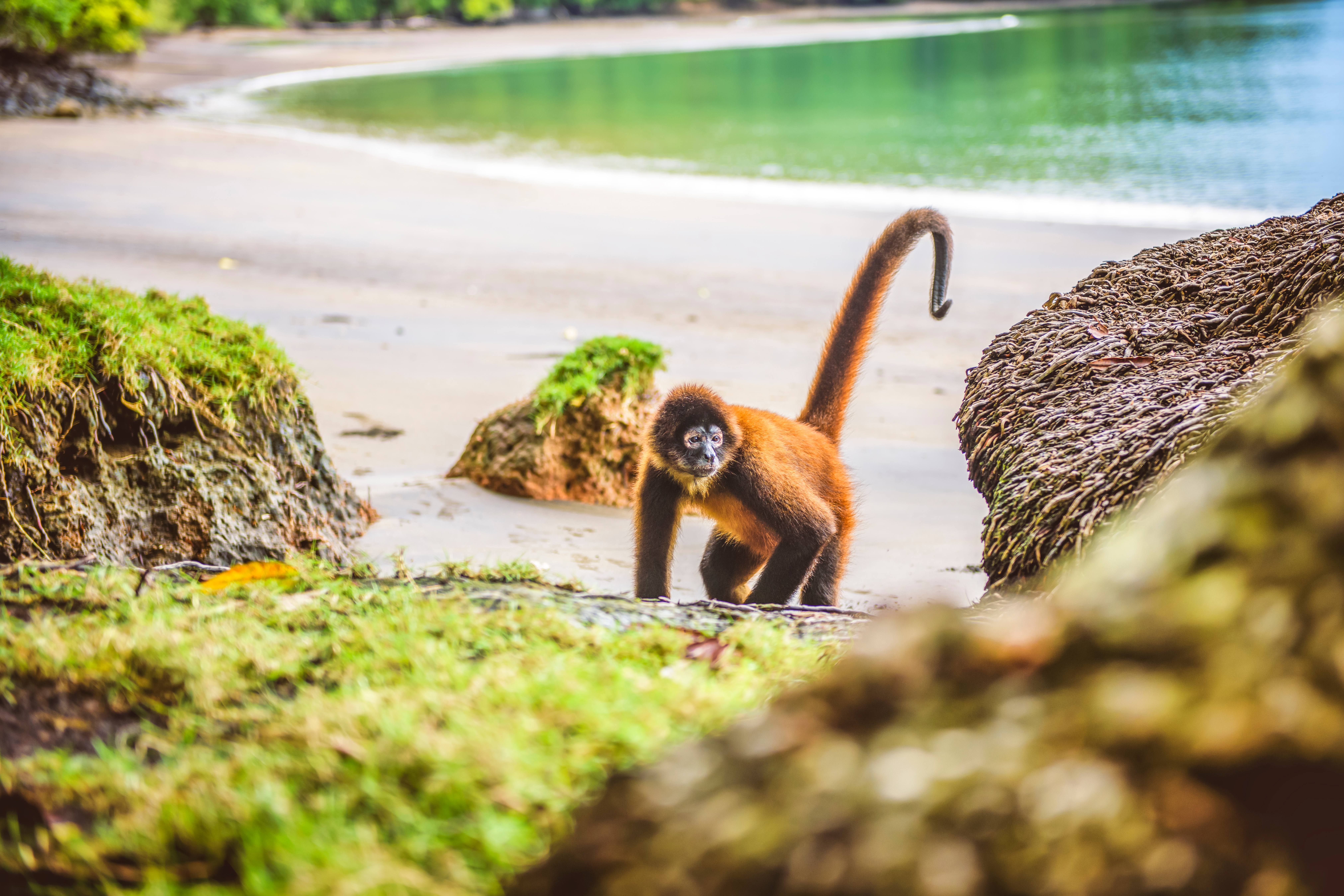 A,Geoffroys,Spider,Monkey,Or,The,Central,American,Spider,Monkey,
