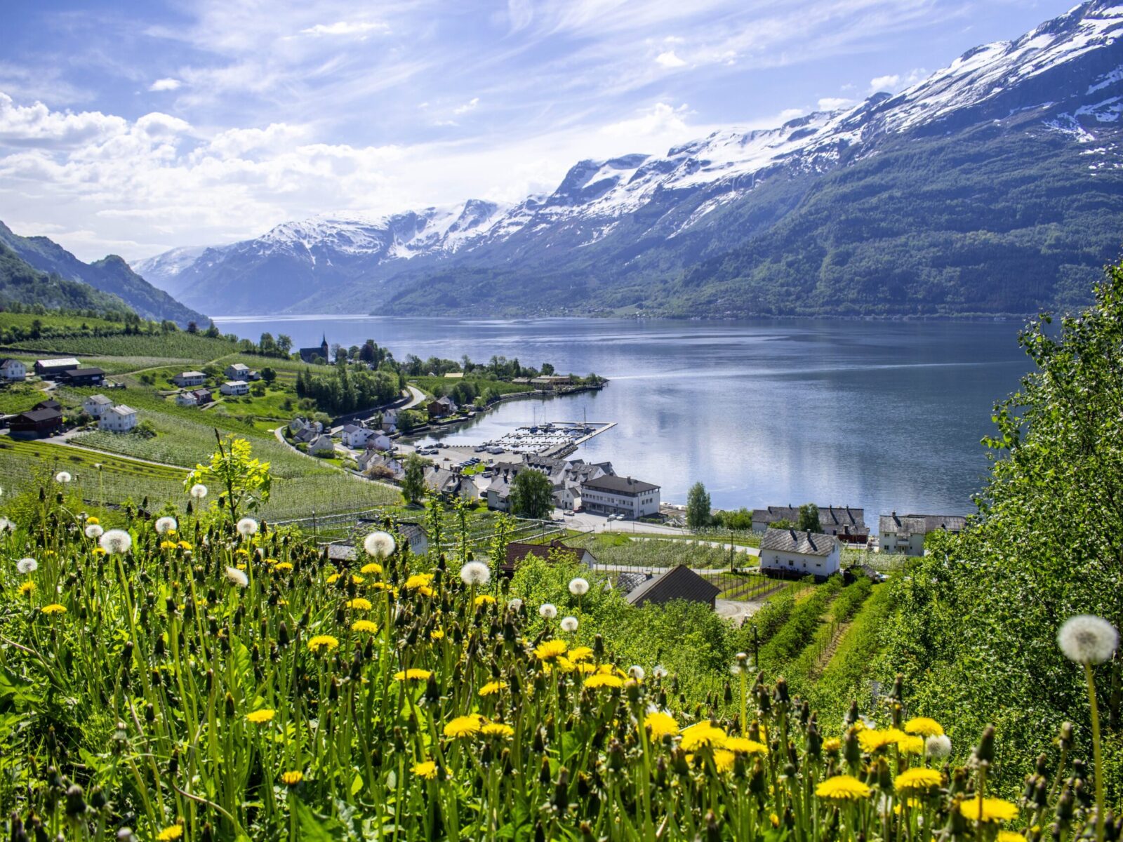 Dandelions,Along,The,Hardangerfjord,In,Norway