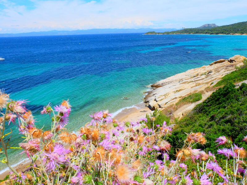 Nature,Of,Porquerolles,Island,,France