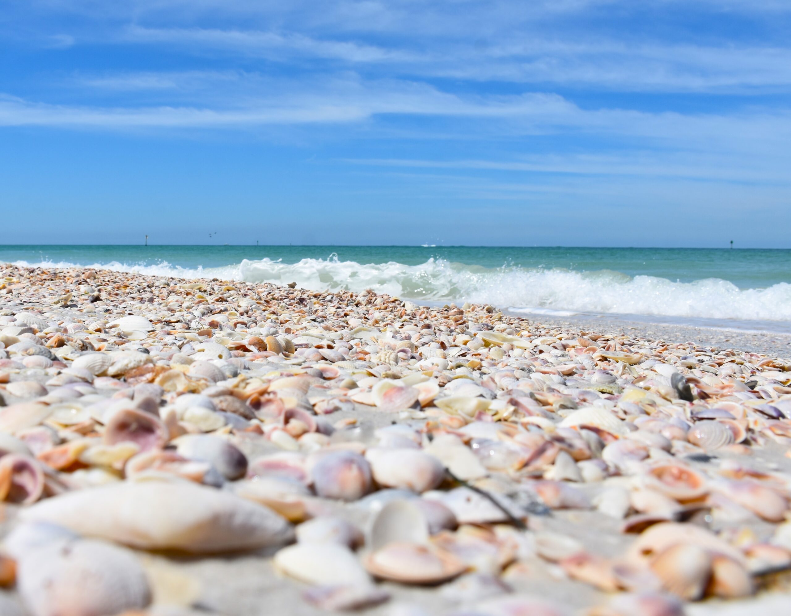 Seashells,On,Shell,Key,Preserve,In,Florida.