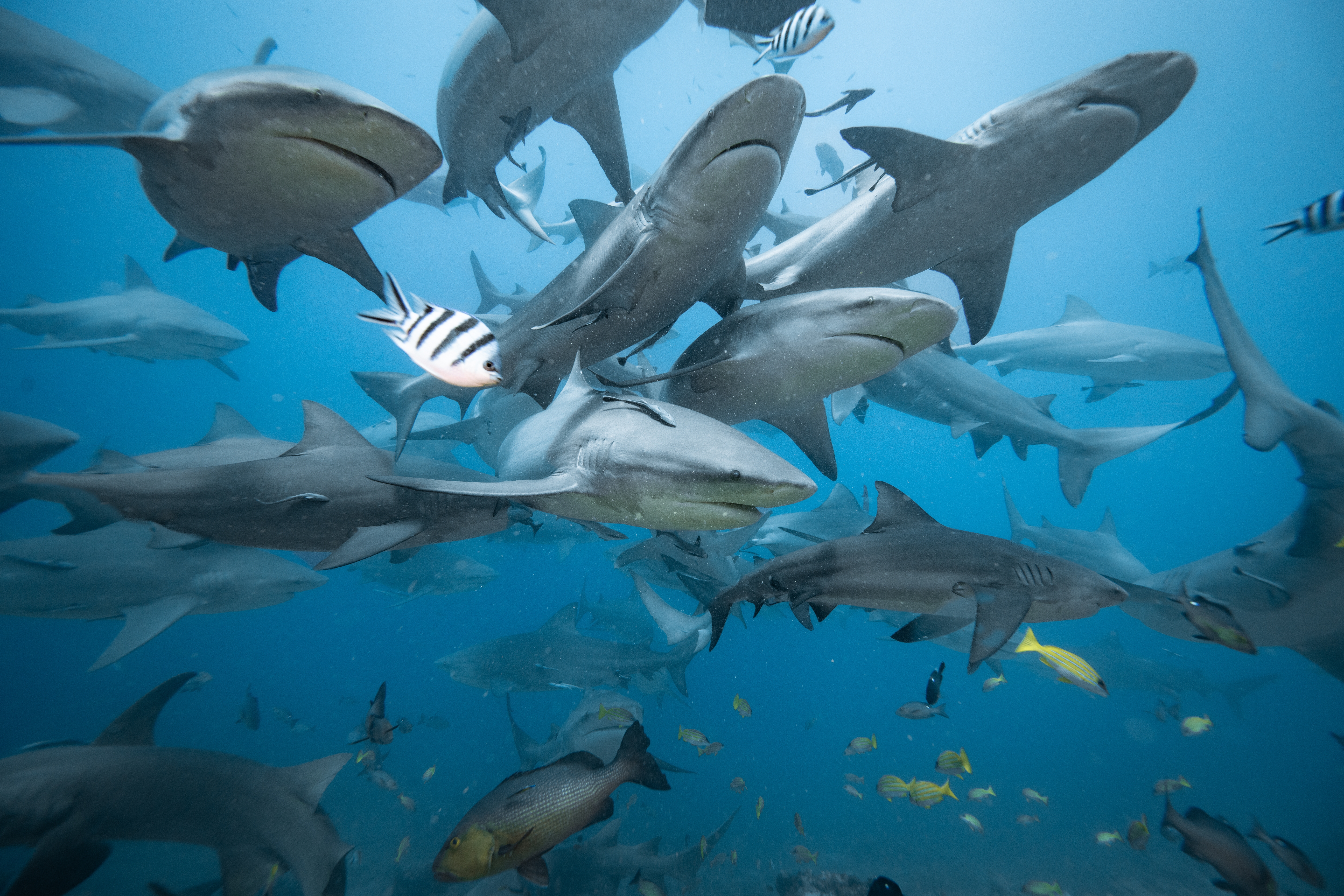 Scuba,Diving,With,Bull,Sharks,In,Fiji