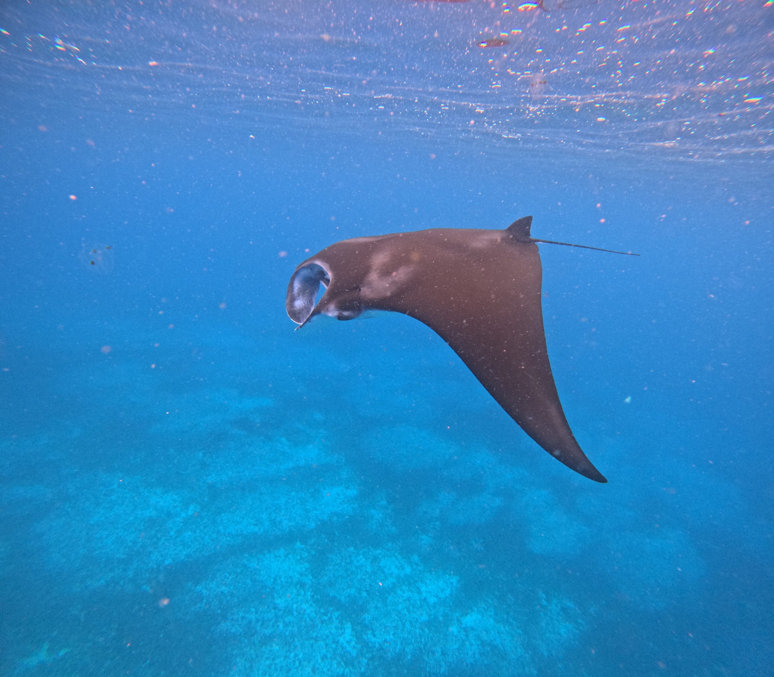 Indonesia,Komodo,Island,Manta,Diving