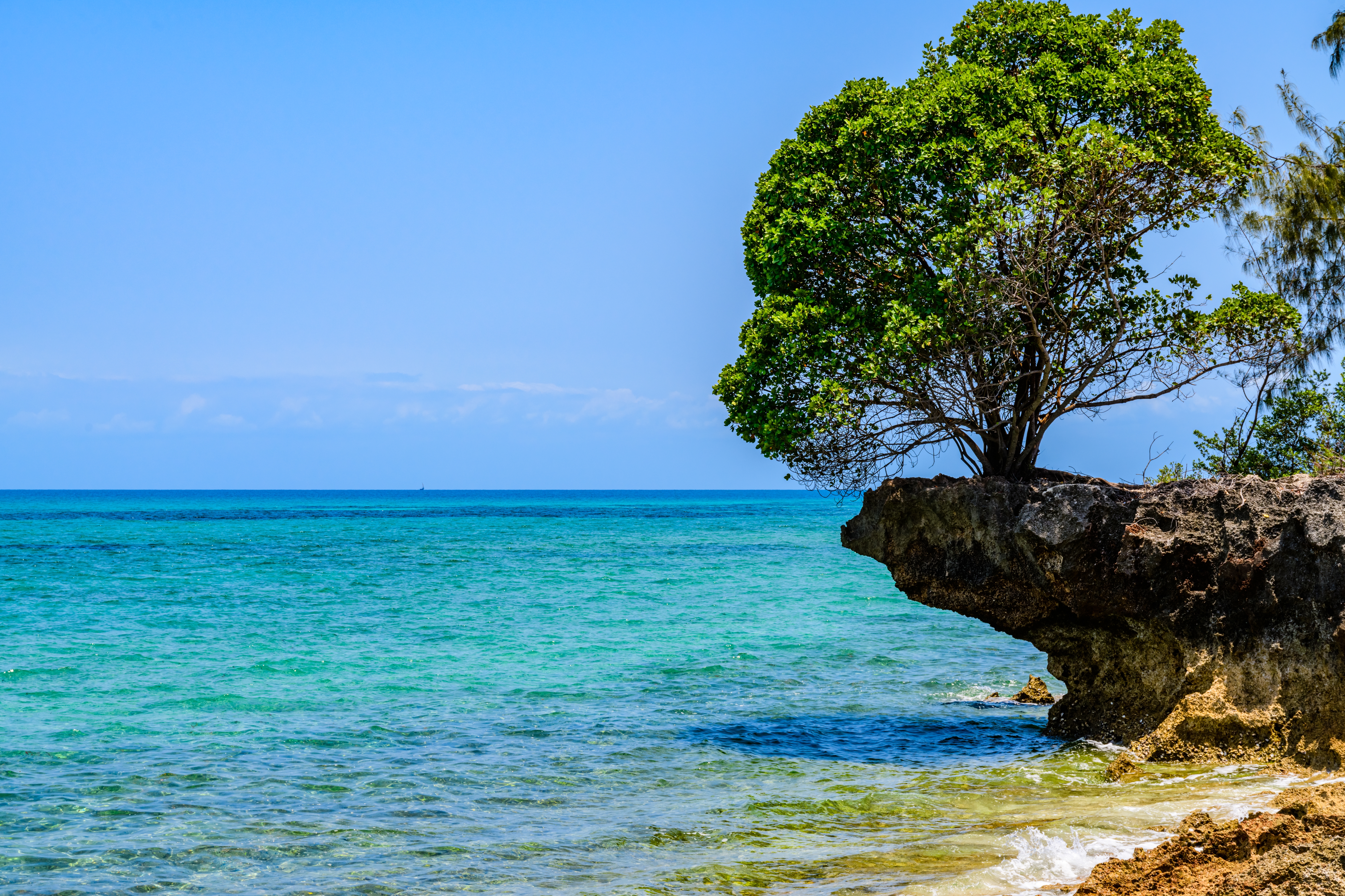 Tree,Growing,On,Rock,At,Prison,Island.,Zanzibar,,Tanzania