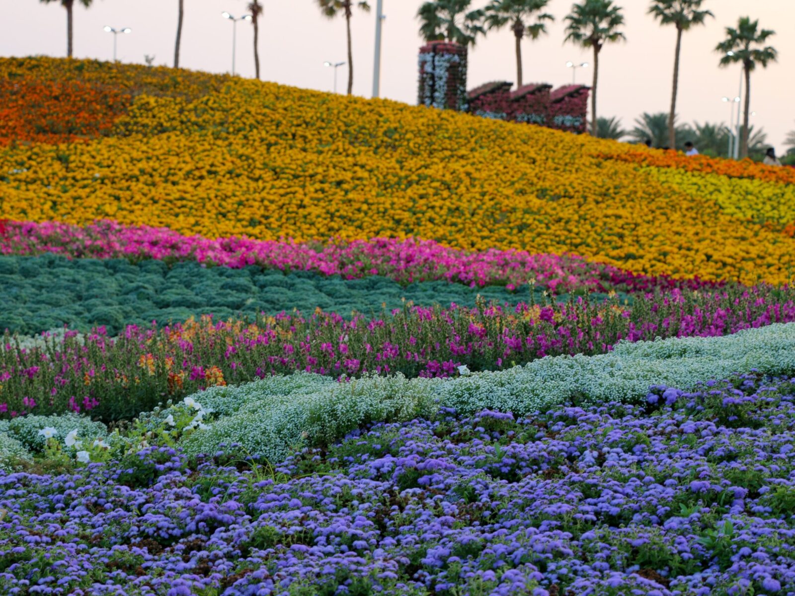 Yanbu,,Madinah,Region,,Saudi,Arabia.,23,Mars,2019,-,Flower